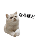 うちの猫たち(犬もいるよ)（個別スタンプ：11）