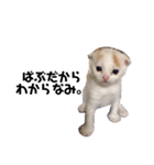 うちの猫たち(犬もいるよ)（個別スタンプ：12）