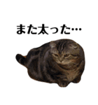 うちの猫たち(犬もいるよ)（個別スタンプ：13）