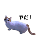 うちの猫たち(犬もいるよ)（個別スタンプ：14）
