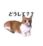 うちの猫たち(犬もいるよ)（個別スタンプ：16）