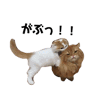 うちの猫たち(犬もいるよ)（個別スタンプ：17）