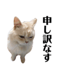 うちの猫たち(犬もいるよ)（個別スタンプ：18）