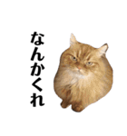 うちの猫たち(犬もいるよ)（個別スタンプ：19）