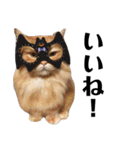 うちの猫たち(犬もいるよ)（個別スタンプ：21）