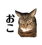 うちの猫たち(犬もいるよ)（個別スタンプ：22）