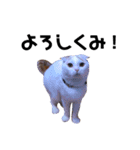 うちの猫たち(犬もいるよ)（個別スタンプ：23）