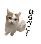 うちの猫たち(犬もいるよ)（個別スタンプ：24）