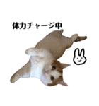 うちの猫たち(犬もいるよ)（個別スタンプ：27）