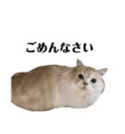 うちの猫たち(犬もいるよ)（個別スタンプ：28）