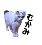 うちの猫たち(犬もいるよ)（個別スタンプ：29）