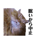 うちの猫たち(犬もいるよ)（個別スタンプ：31）