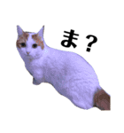 うちの猫たち(犬もいるよ)（個別スタンプ：32）