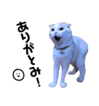 うちの猫たち(犬もいるよ)（個別スタンプ：33）