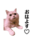うちの猫たち(犬もいるよ)（個別スタンプ：36）