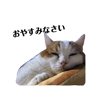 うちの猫たち(犬もいるよ)（個別スタンプ：37）