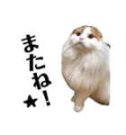 うちの猫たち(犬もいるよ)（個別スタンプ：38）