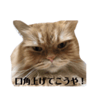 うちの猫たち(犬もいるよ)（個別スタンプ：40）