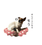 Arrow！！（個別スタンプ：24）