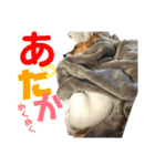 Arrow！！（個別スタンプ：38）