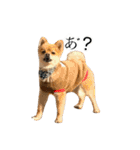 Arrow！！（個別スタンプ：40）