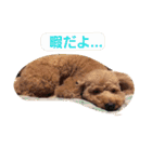トイプードルレッド＆ホワイト✨U^ェ^U✨（個別スタンプ：8）