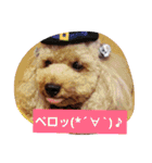 トイプードルレッド＆ホワイト✨U^ェ^U✨（個別スタンプ：14）