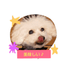 トイプードルレッド＆ホワイト✨U^ェ^U✨（個別スタンプ：15）