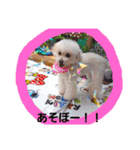 トイプードルレッド＆ホワイト✨U^ェ^U✨（個別スタンプ：19）