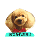トイプードルレッド＆ホワイト✨U^ェ^U✨（個別スタンプ：21）