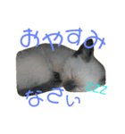 シャム猫のりんちゃん1（個別スタンプ：1）