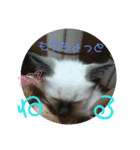 シャム猫のりんちゃん1（個別スタンプ：2）