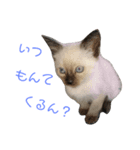 シャム猫のりんちゃん1（個別スタンプ：6）