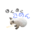 シャム猫のりんちゃん1（個別スタンプ：8）