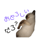 シャム猫のりんちゃん1（個別スタンプ：9）
