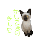 シャム猫のりんちゃん1（個別スタンプ：11）
