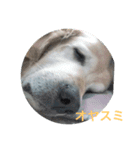 Rond2000（個別スタンプ：3）