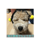 トイプードルの、まめ。（個別スタンプ：1）