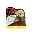 トイプードルの、まめ。（個別スタンプ：2）
