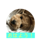 トイプードルの、まめ。（個別スタンプ：6）