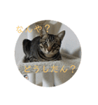 関西弁の甥っ子ハナくん（個別スタンプ：8）