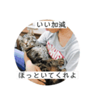 関西弁の甥っ子ハナくん（個別スタンプ：11）
