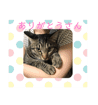 関西弁の甥っ子ハナくん（個別スタンプ：22）