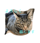 関西弁の甥っ子ハナくん（個別スタンプ：23）