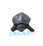カメのかいわれちゃん（個別スタンプ：4）