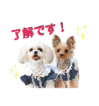 プリンとピノ（個別スタンプ：1）