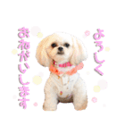 プリンとピノ（個別スタンプ：2）