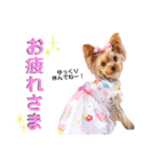 プリンとピノ（個別スタンプ：9）