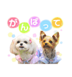 プリンとピノ（個別スタンプ：12）