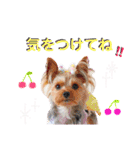 プリンとピノ（個別スタンプ：14）